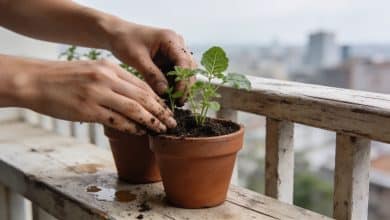 Mains plantant de jeunes herbes en pots sur balcon