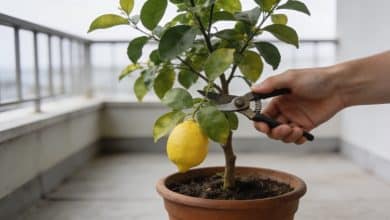 Mains taillant un citronnier en pot sur terrasse