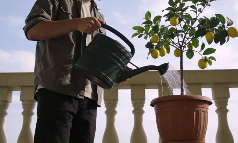 Personne arrosant un citronnier en pot sur balcon