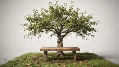 Petit jardin avec arbre central feuillu et banc