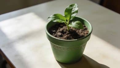 Petite plante verte en pot sur table ensoleillee