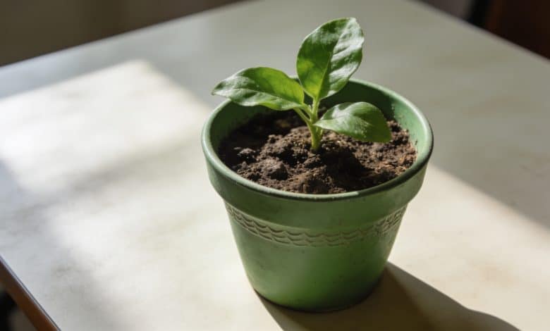 Petite plante verte en pot sur table ensoleillee