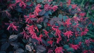 Où et comment planter un loropetalum pour une floraison réussie