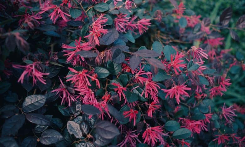 Où et comment planter un loropetalum pour une floraison réussie