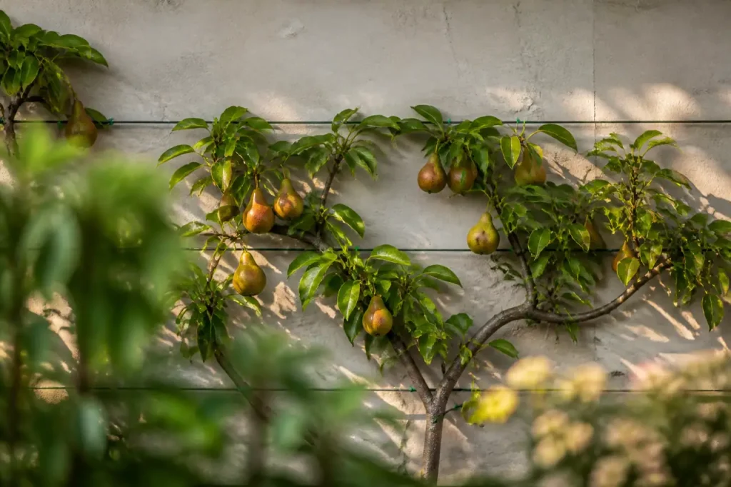 Arbre fruitier attache sur fils horizontaux tendus contre mur