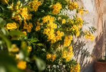 Arbuste vert couvert de fleurs jaunes contre un mur