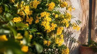 Arbuste vert couvert de fleurs jaunes contre un mur