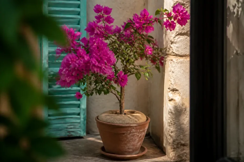 Bougainvillier rose en pot, terreau couvert de toile