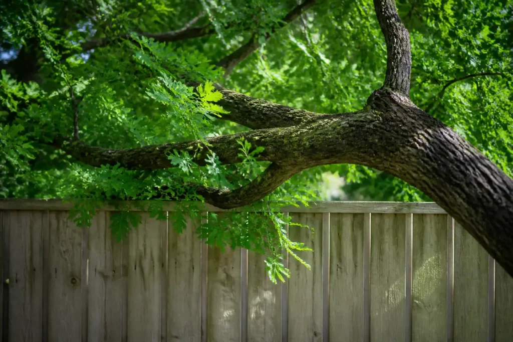 Grosse branche d'arbre qui deborde au-dessus d'une cloture