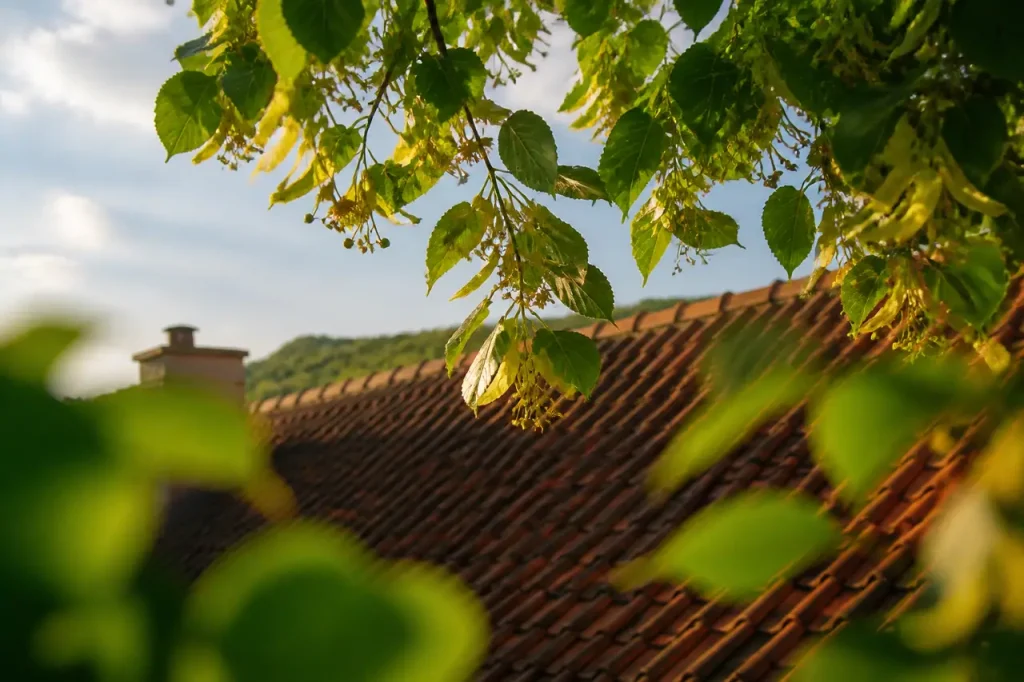 Branche de tilleul surplombant un toit de tuiles rouges