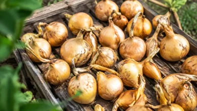 Bulbes jaunes poses en couche sur claie de bois