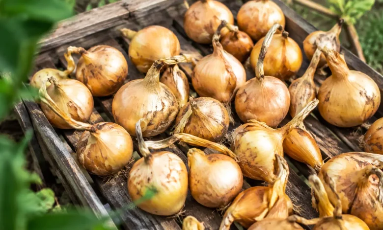 Bulbes jaunes poses en couche sur claie de bois