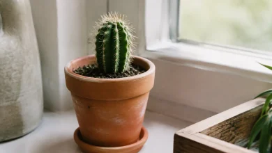 Petit cactus vert dans un pot en terre cuite
