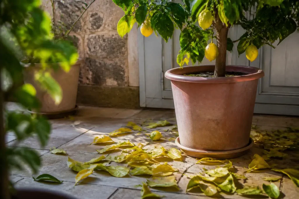 Citronnier en pot avec feuilles jaunies au sol
