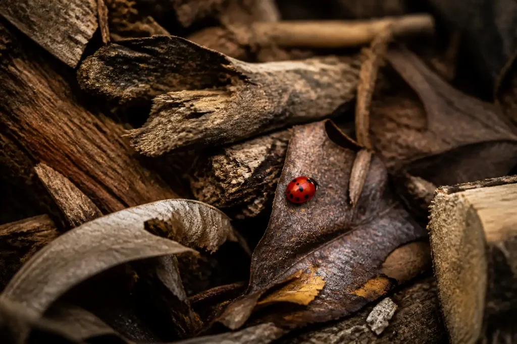 Coccinelles sur feuilles mortes et tas de bois