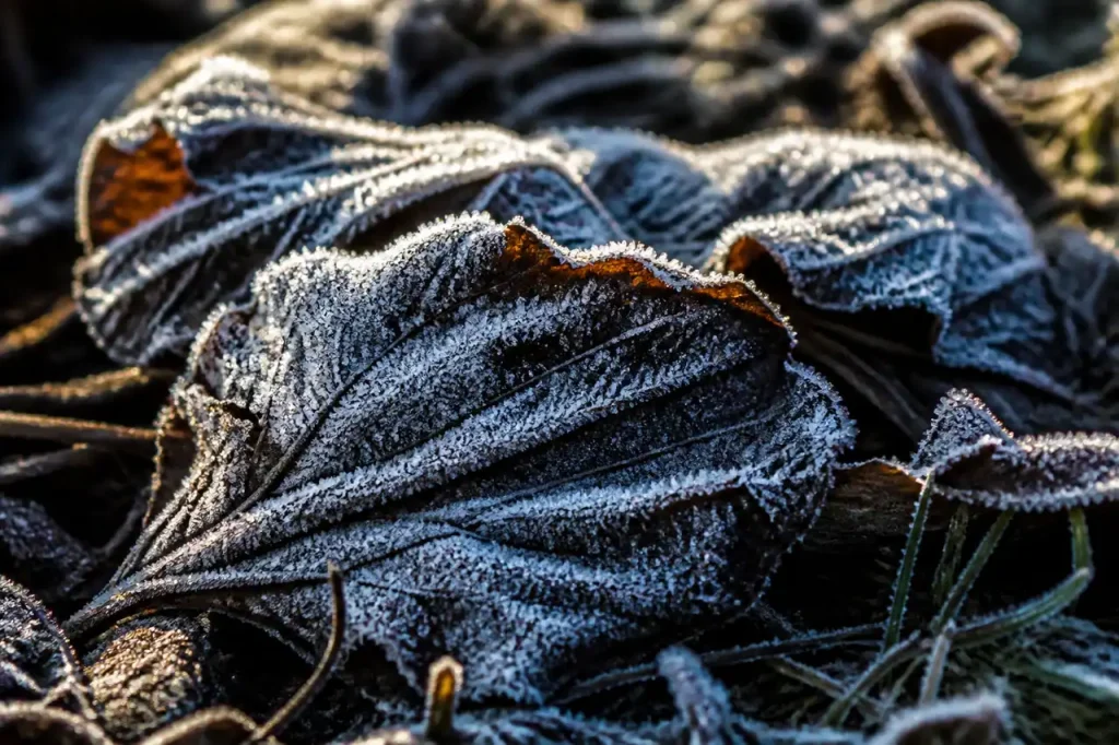 Feuilles noircies et ramollies couvertes de givre au jardin