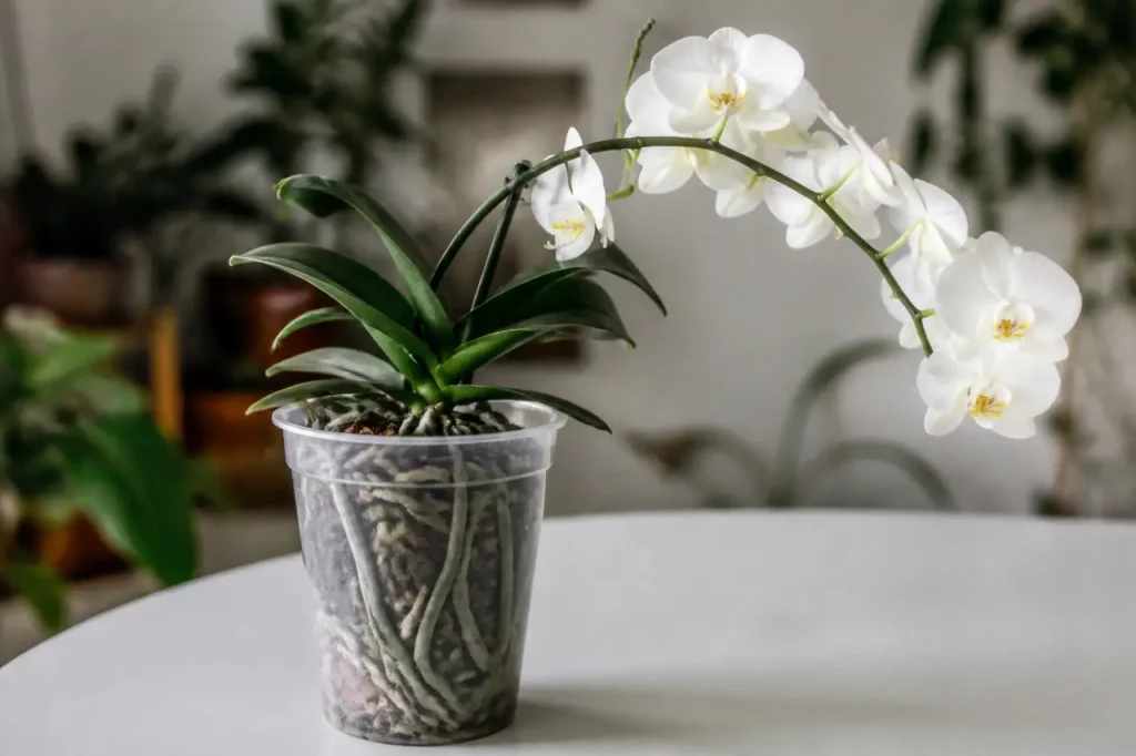Fleurs blanches sur tige arquee, pot transparent et racines