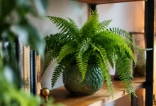 Fougere verte en pot posee sur une etagere