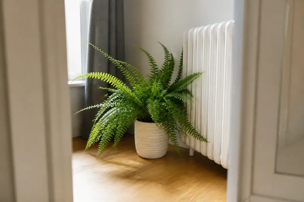 Fougere verte en pot posee pres du radiateur blanc