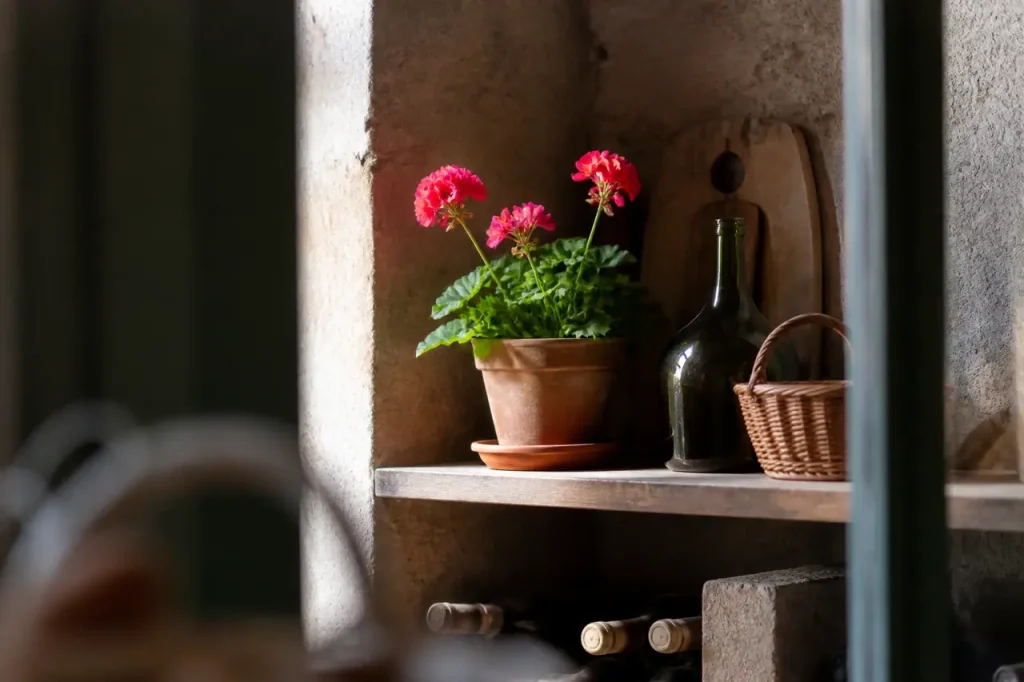 Geranium en pot sur etagere dans cave claire