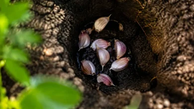 Gousses d'ail posees au fond d'un trou humide