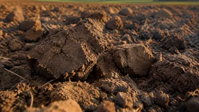 Grosses mottes d'argile brunes posees dans un champ laboure