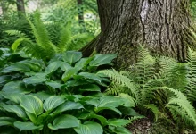 Hostas verts et fougeres bordant un vieux chene