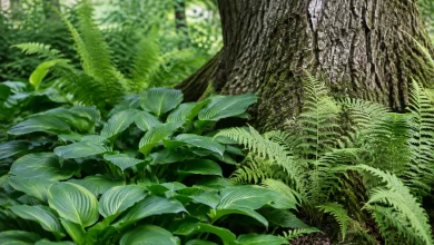 Hostas verts et fougeres bordant un vieux chene