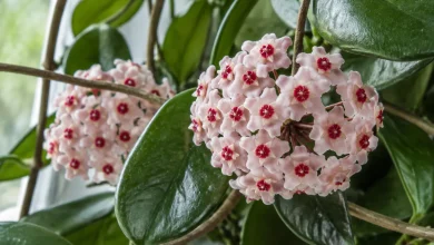 Ombelle de fleurs étoilées cireuses rose pâle à cœur rouge d'un Hoya carnosa