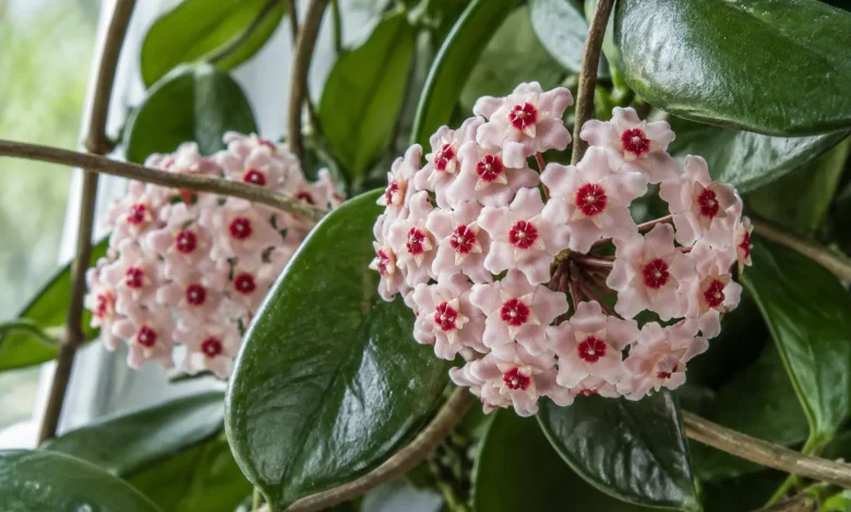 Ombelle de fleurs étoilées cireuses rose pâle à cœur rouge d'un Hoya carnosa