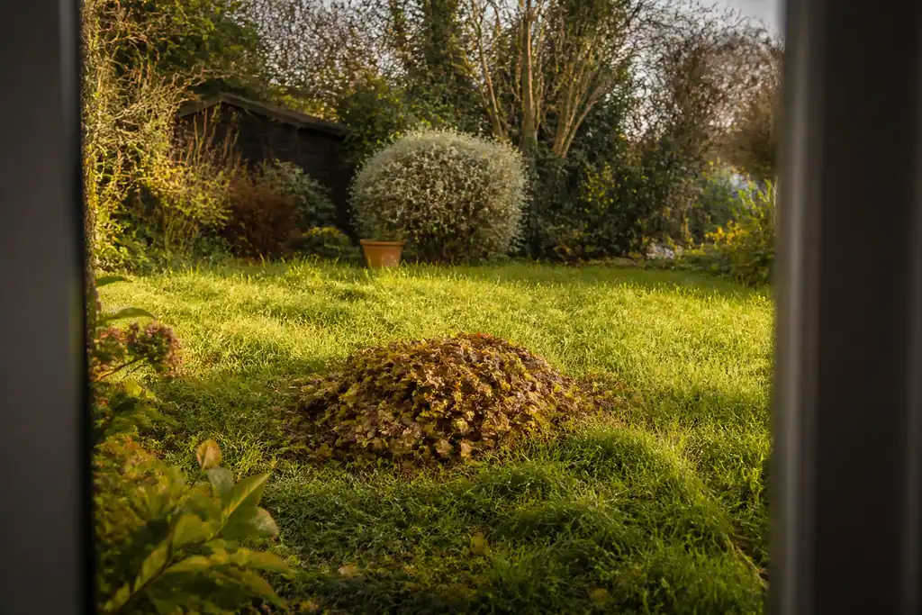 Jardin avec tas de feuilles mortes et pelouse haute