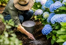 Jardinier accroupi epandant de la cendre sous des hortensias