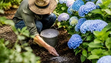 Jardinier accroupi epandant de la cendre sous des hortensias