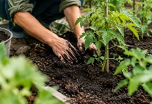 Jardinier accroupi etalant compost sombre autour des jeunes tomates