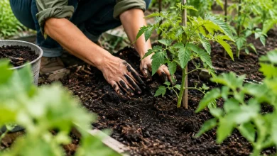 Jardinier accroupi etalant compost sombre autour des jeunes tomates