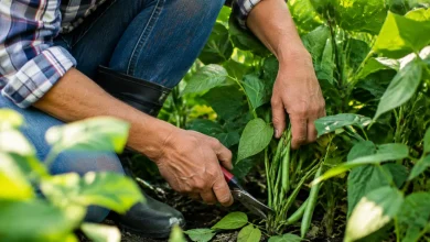 Jardinier agenouille coupe tiges haricots verts pres du sol