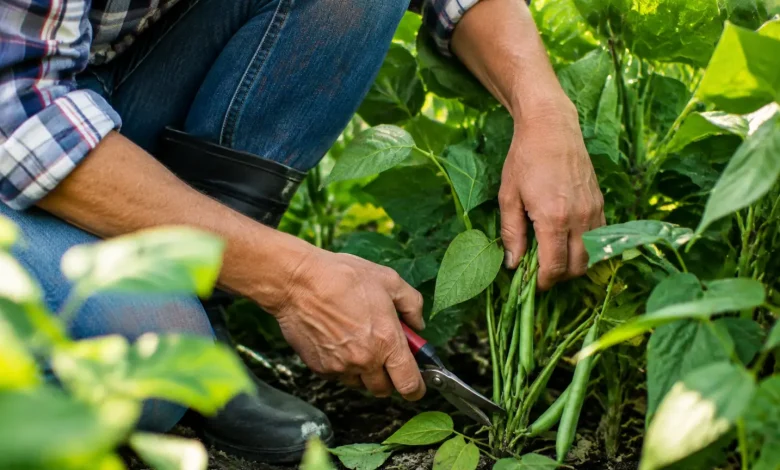 Jardinier agenouille coupe tiges haricots verts pres du sol