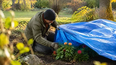 Jardinier agenouille couvrant des dahlias sous une bache bleue