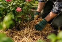 Jardinier agenouille au pied du rosier avec paille