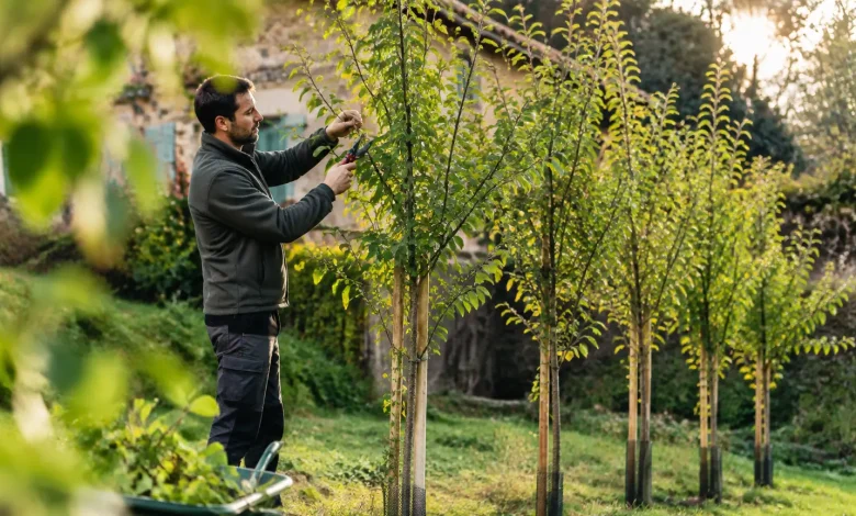 Jardinier debout taille branches de cinq jeunes arbres