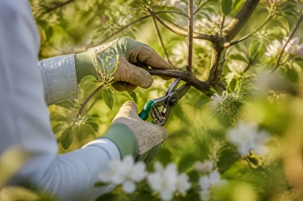Jardinier en gants taille une branche de pommier