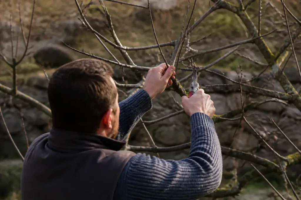 Jardinier taille un pommier nu avec un secateur
