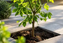 Jeune arbre debout dans un trou ouvert, dalles intactes autour