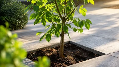Jeune arbre debout dans un trou ouvert, dalles intactes autour