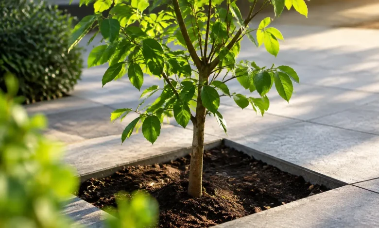 Jeune arbre debout dans un trou ouvert, dalles intactes autour
