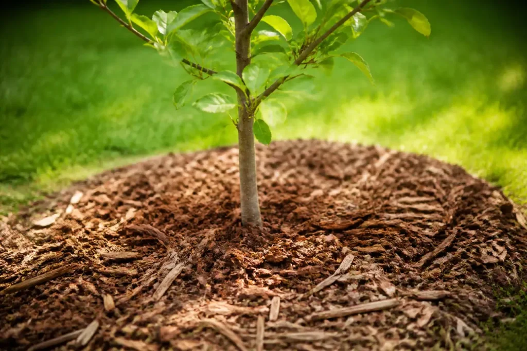 Jeune arbre entoure de paillis brun au pied