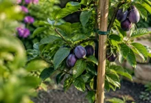 Jeune arbre aux fruits violets maintenu par un tuteur