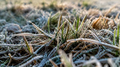 Jeunes brins de gazon bruns couches dans le givre