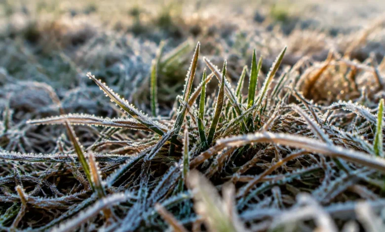 Jeunes brins de gazon bruns couches dans le givre