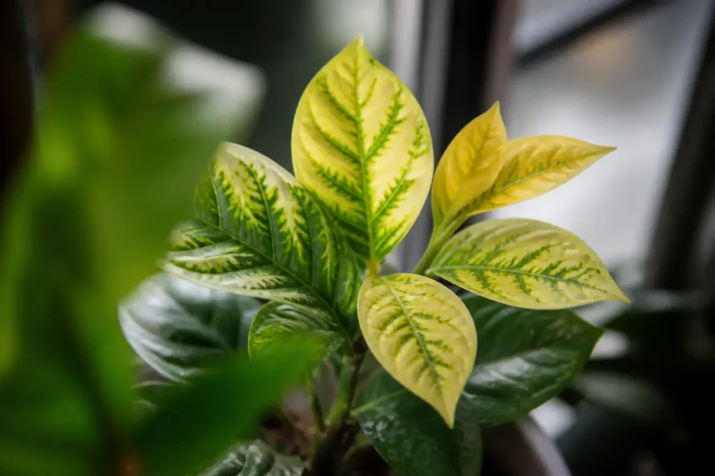 Jeunes feuilles jaunes marbrees a nervures vertes sur plant